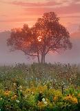 Tree In Foggy Sunrise_20405